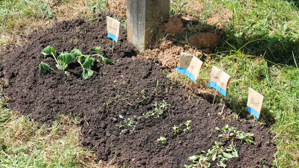 📥🌱 Helping Voters and Replanting Our Garden!